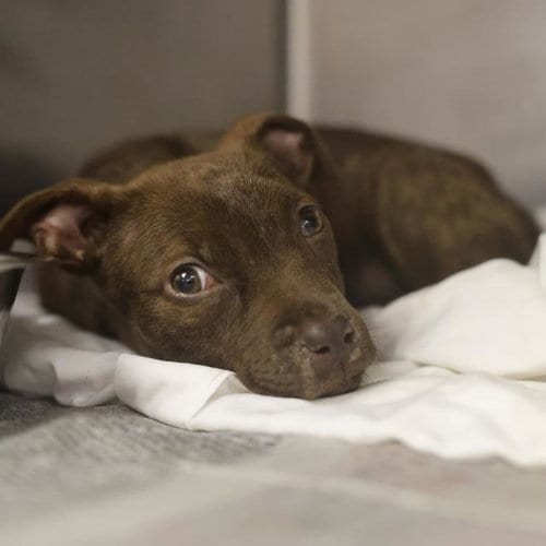 Photo of Muffin, adoptable American Staffordshire Terrier in San Antonio, Texas