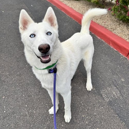 Photo of Angel, adoptable Husky in Phoenix, Arizona