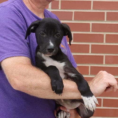 Photo of Adorable Labs Zorro, adoptable Labrador Retriever in Chantilly, Virginia