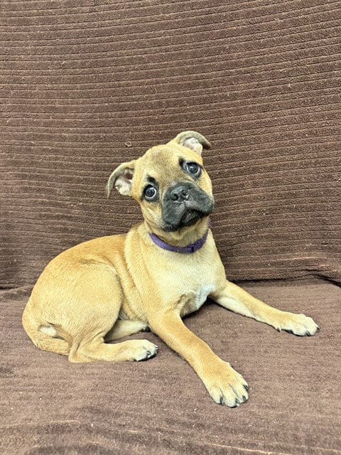 Photo of Kitkat, adoptable Pug in Castaic, California