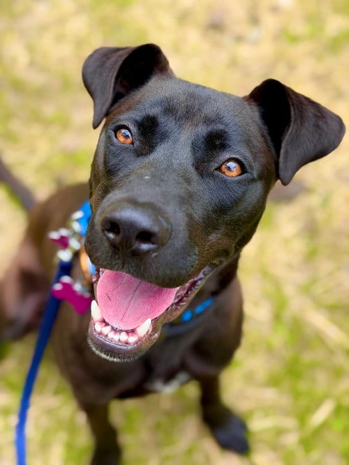 Photo of Marsala, adoptable Labrador Retriever in West Cornwall, Connecticut