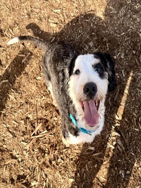 Photo of Daisy, adoptable Poodle (Miniature) in Denver, Colorado