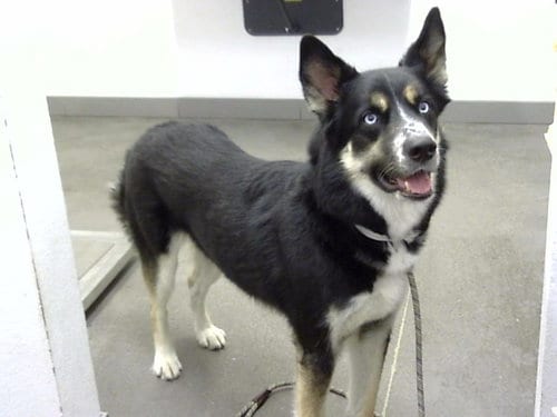 Photo of Mousse, adoptable Siberian Husky in Mesa, Arizona