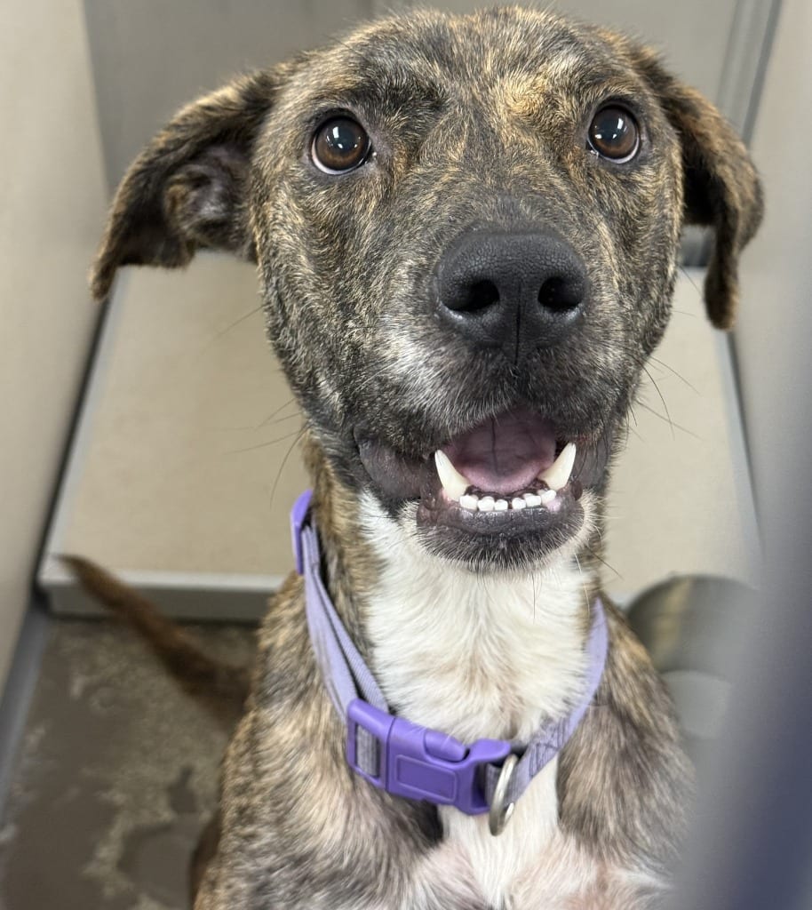 Photo of Mama Mia, adoptable Shepherd in Little Rock, Arkansas