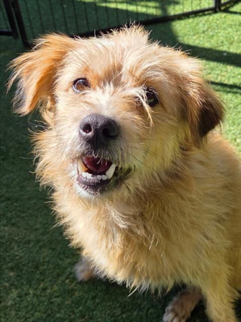 Photo of Geppetto, adoptable Terrier in Woodland, California