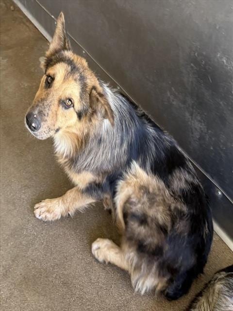 Photo of Cheese, adoptable Australian Cattle Dog/Blue Heeler in San Bernardino, California