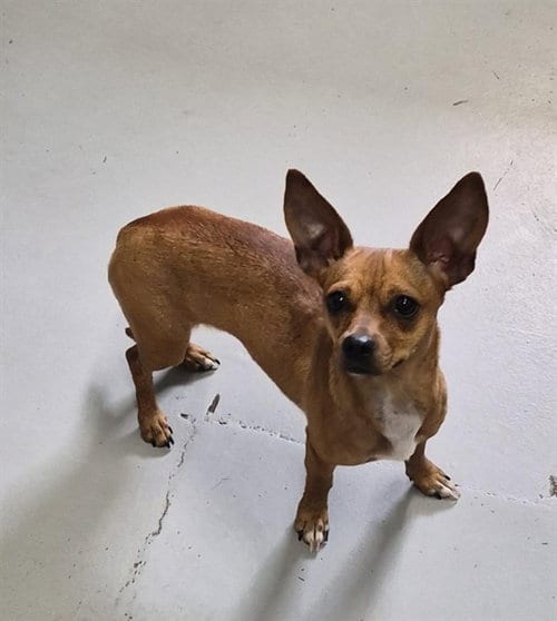 Photo of Shorty, adoptable Chihuahua in Corpus Christi, Texas