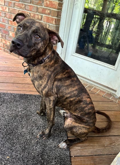 Photo of Karter- IN FOSTER, adoptable dog in Chamblee, Georgia