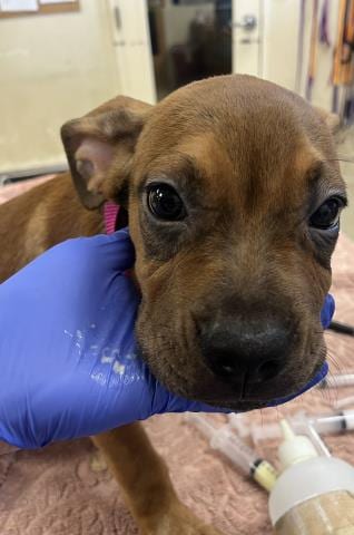 Photo of Bubba, adoptable Terrier in Riverside, California