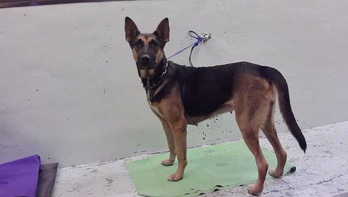 Photo of Lolita, adoptable German Shepherd Dog in Houston, Texas