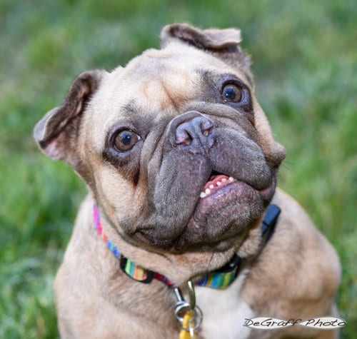 Photo of Etta, adoptable French Bulldog in Pittsboro, North Carolina