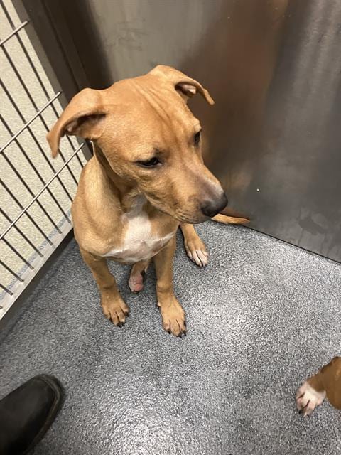 Photo of Chewy, adoptable Mixed Breed