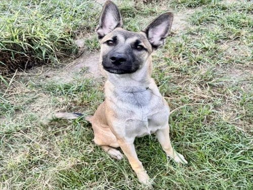 Photo of Manny, adoptable German Shepherd Dog in Houston, Texas