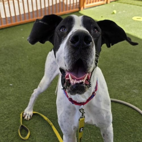 Photo of Rover, adoptable Great Dane in Las Vegas, Nevada