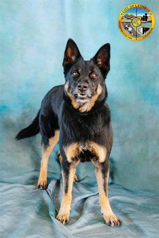 Photo of Raven, adoptable German Shepherd Dog in Lathrop, California