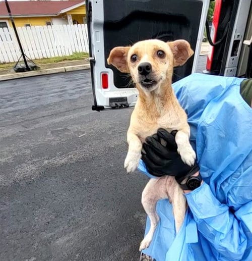 Photo of Ivory, adoptable Terrier in San Antonio, Texas