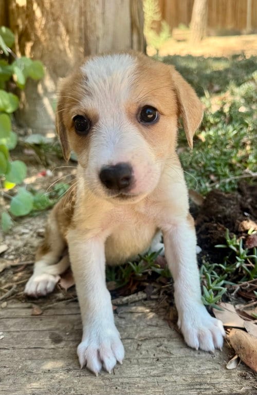 Photo of Cera, adoptable Labrador Retriever in Marina Del Rey, California