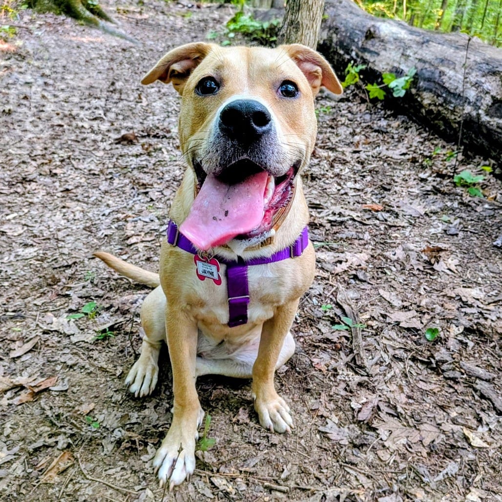 Photo of Jayne, adoptable Retriever, Labrador in Wake Forest, North Carolina