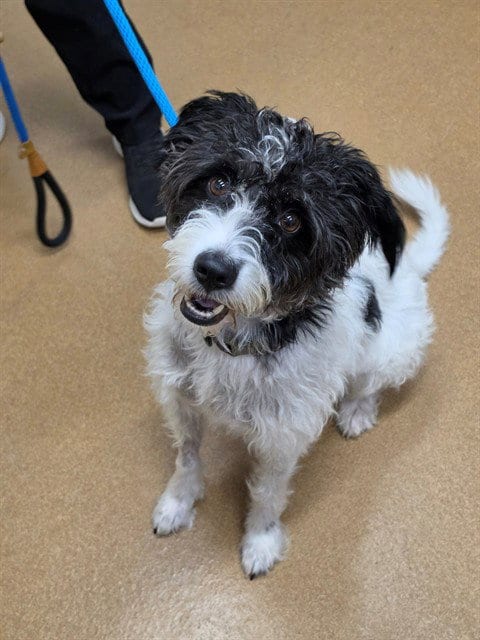 Photo of Moose, adoptable Jack Russell Terrier (Parson Russell Terrier) in St Peters, Missouri