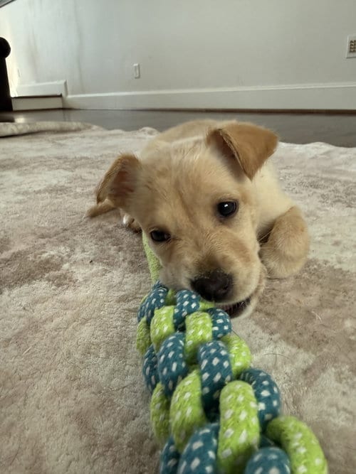 Photo of Rain, adoptable Labrador Retriever in The Woodlands, Texas