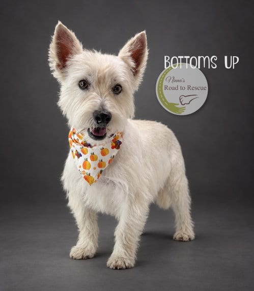 Photo of Bottoms Up, adoptable West Highland White Terrier Westie in Benton, Louisiana