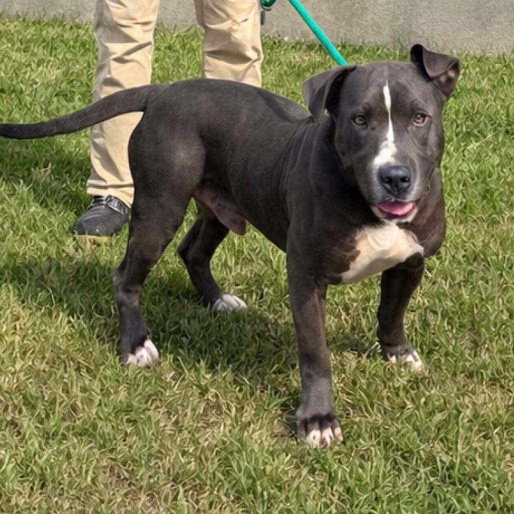 Photo of Billy Bob, adoptable Mixed Breed (Large) in Corinth, Mississippi