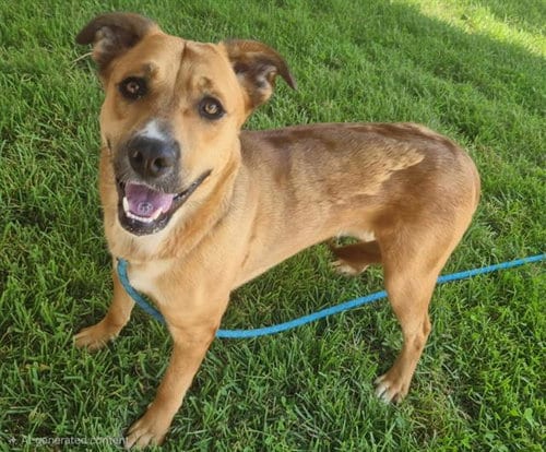 Photo of Stitch, adoptable Labrador Retriever in Albuquerque, New Mexico
