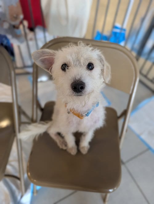 Photo of Moochis, adoptable Poodle (unknown type) in San Diego, California