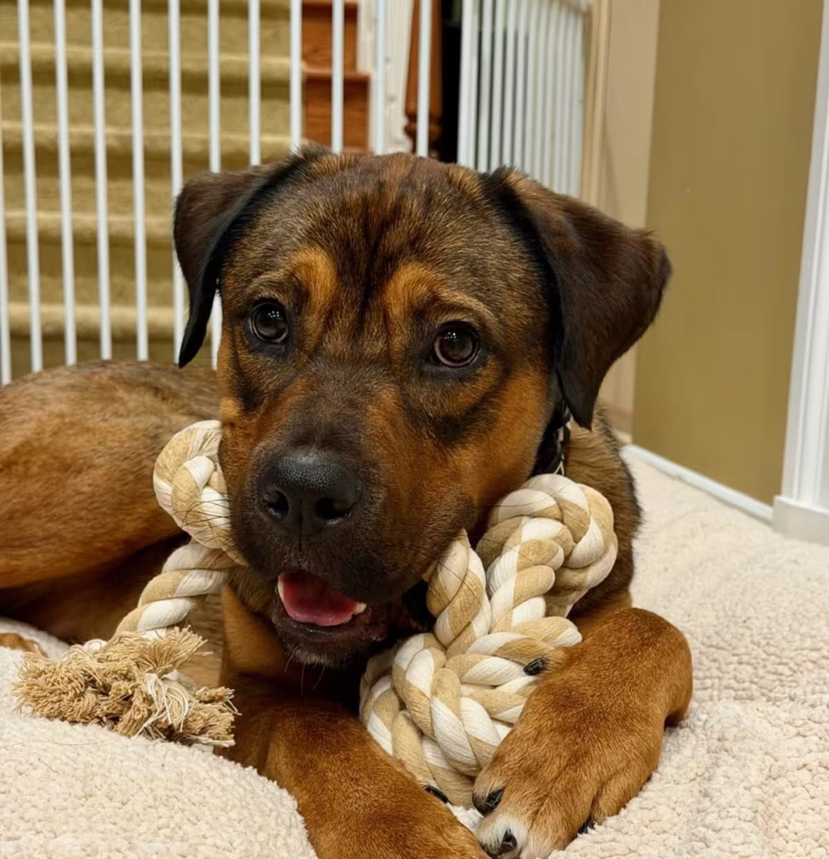 Photo of Kyle, adoptable American Bulldog/German Shepherd Dog in Potomac, Maryland