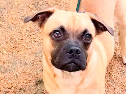 Photo of Kai, adoptable dog in Georgetown, Texas
