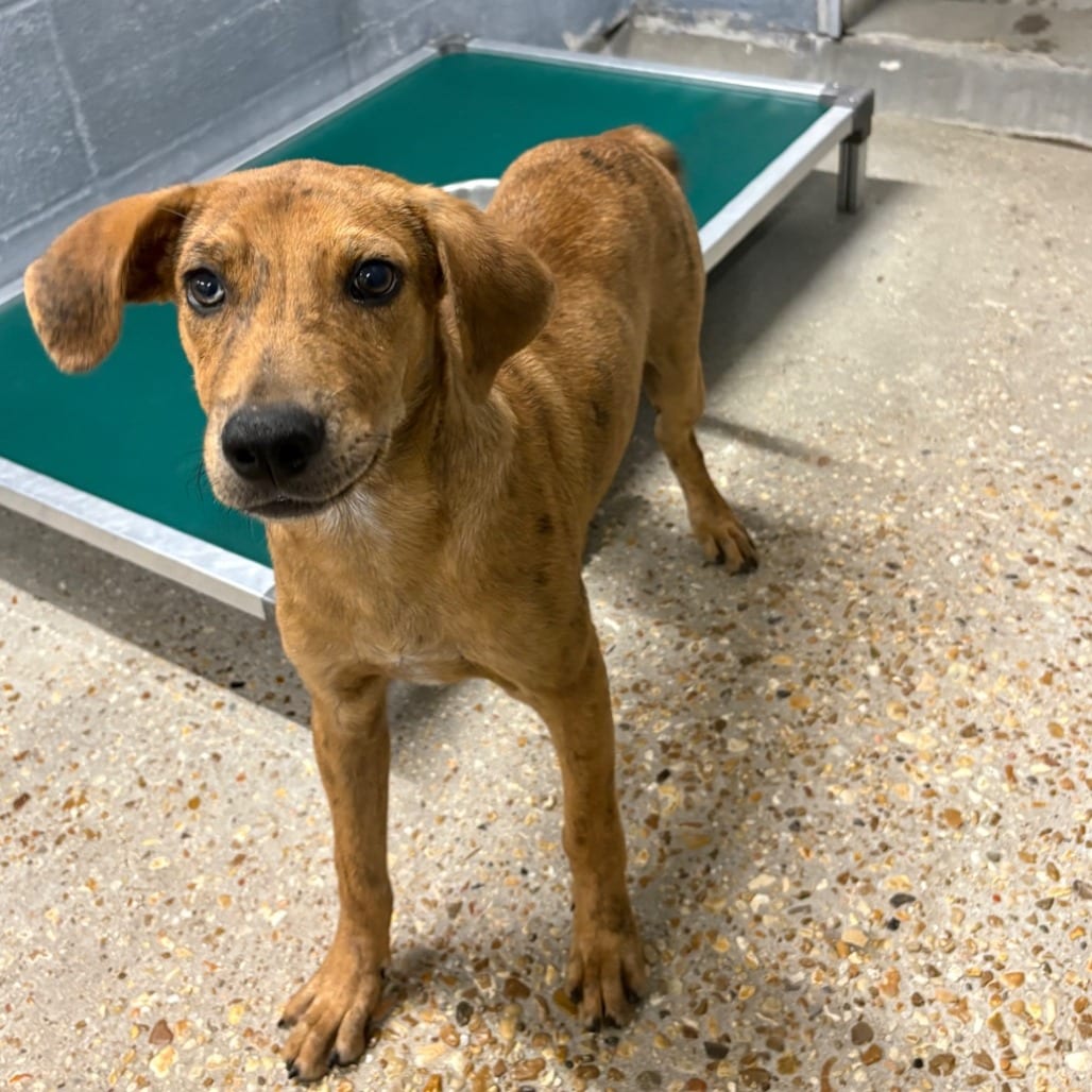 Photo of Mr boo boo, adoptable Mixed Breed (Medium) in Buffalo, Minnesota
