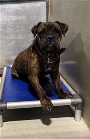 Photo of Petunia, adoptable Mastiff in Bakersfield, California