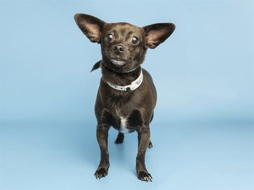 Photo of Coco, adoptable Chihuahua in Phoenix, Arizona
