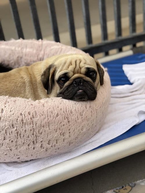 Photo of Niko, adoptable Pug in Lompoc, California