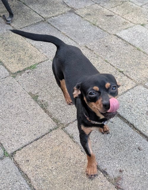 Photo of Brownie, adoptable Chihuahua in Plainfield, Illinois