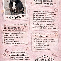 Photo of Honeydew, adoptable Labrador Retriever in Sparks, Nevada
