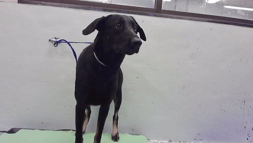 Photo of Arlin, adoptable Labrador Retriever in Houston, Texas