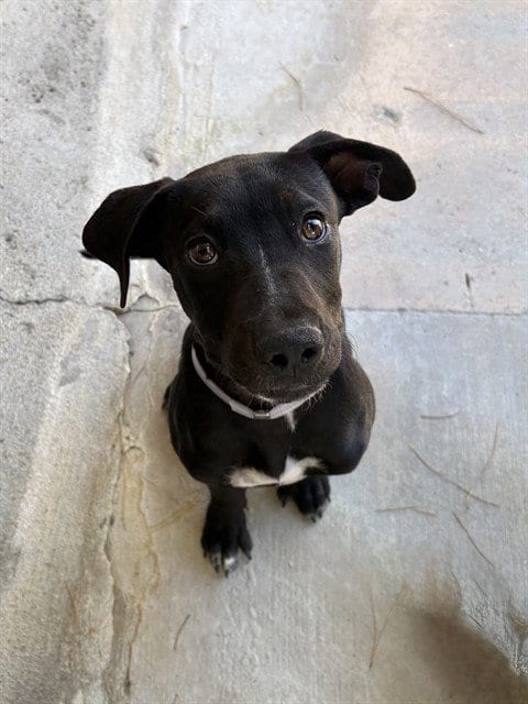Photo of Ube, adoptable Pit Bull Terrier in Castaic, California