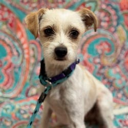 Photo of Froyo, adoptable Chihuahua in Santa Maria, California