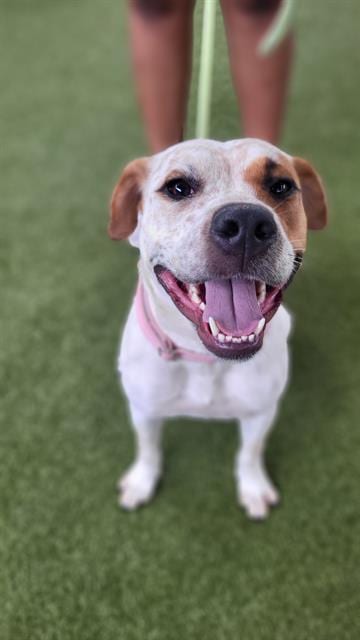 Photo of Indiana, adoptable Pit Bull Terrier in Waco, Texas