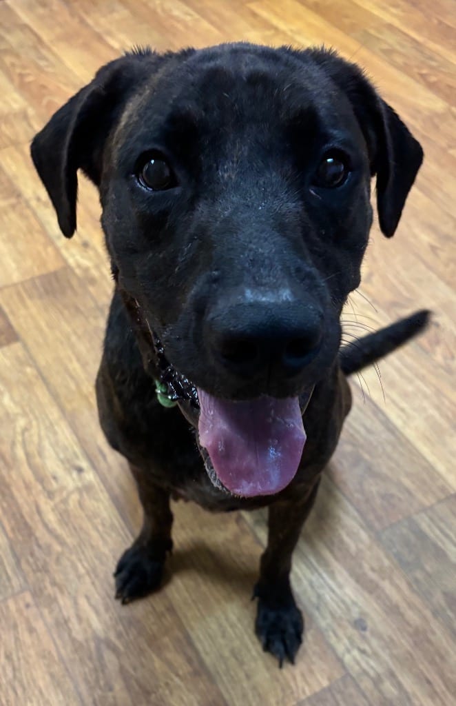 Photo of Milo (Rafiki), adoptable Mixed Breed in Ocala, Florida