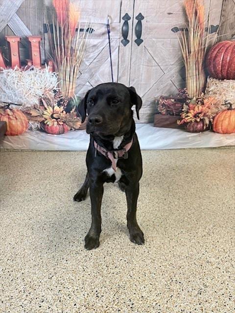 Photo of Drewsilla, adoptable Labrador Retriever in Miami, Florida