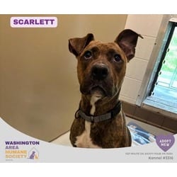 Photo of Scarlett, adoptable American Pit Bull Terrier in Eighty Four, Pennsylvania