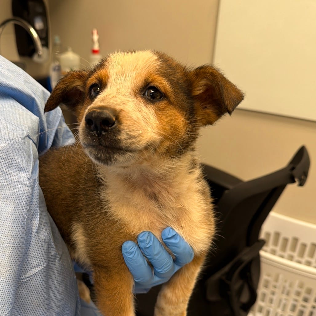 Photo of Oat, adoptable Shepherd, Australian in Spartanburg, South Carolina