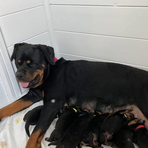 Photo of Rottweiler Puppy ( Evangelina), adoptable Rottweiler in Mooresville, North Carolina