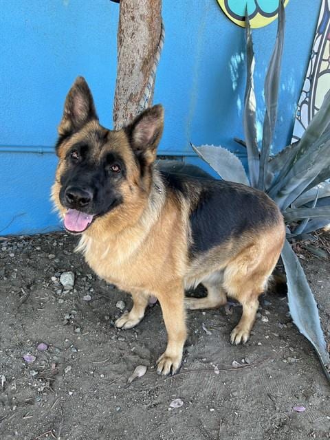 Photo of Julie, adoptable German Shepherd Dog in Baldwin Park, California