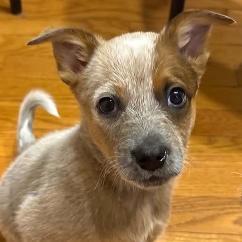 Photo of Smirnoff, adoptable Australian Cattle Dog/Blue Heeler in Normal, Illinois