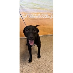 Photo of Jack, adoptable Terrier (Unknown Type, Medium) in Doral, Florida