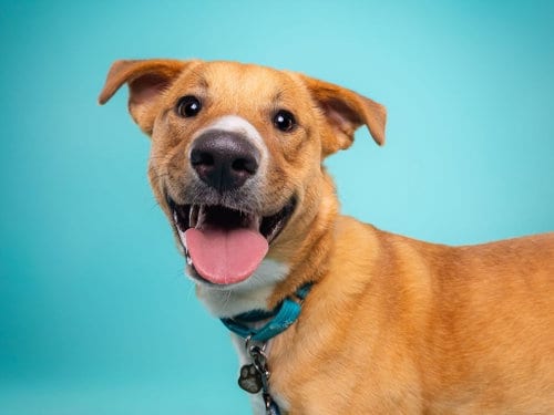 Photo of Cinnamon, adoptable Cattle Dog in Phoenix, Arizona