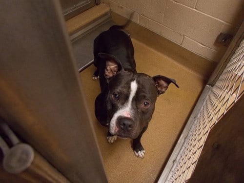 Photo of Lossy, adoptable Pit Bull Terrier in Martinez, California